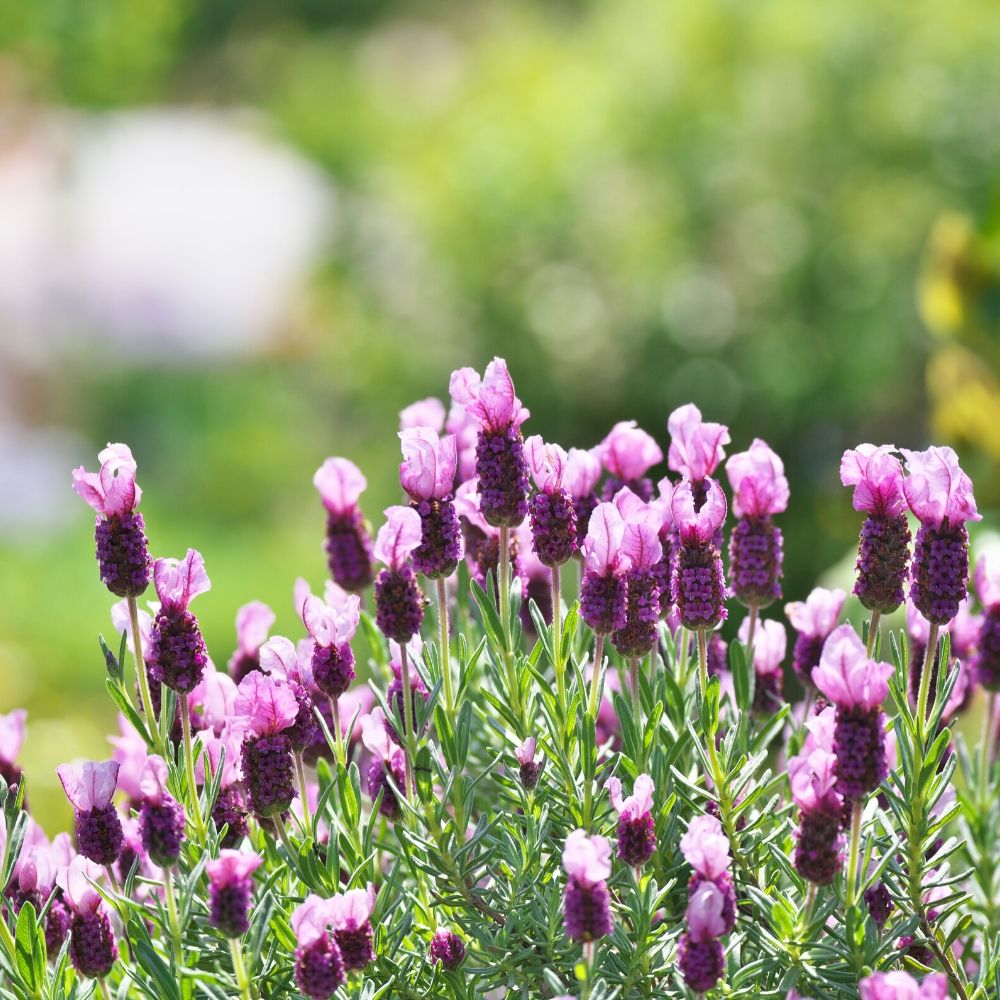 Lavender plants for sale deals