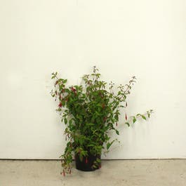 Fuchsia Magellanica 20/30cm 2L pot