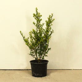 Japanese Holly 20/40cm 2L pot 