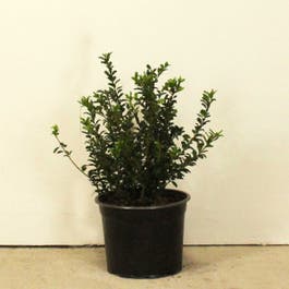 Japanese Holly 30/50cm 5L pot
