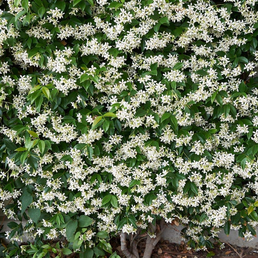 Star Jasmine 'Large Leaf' Aromatic White Blooming Evergreen Vine Full Sun Live Outdoor Plant 2.4 Gallon 