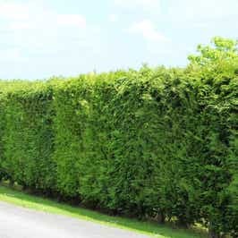 Leylandii (Cupressocyparis Leylandii) hedge