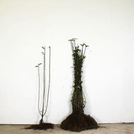 Wild Privet 90/120cm bare root 