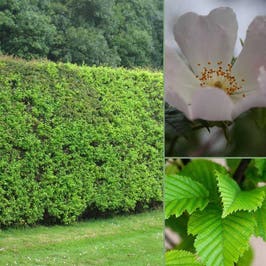 /mixed-native-evergreen-hedge-packs