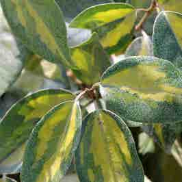 Elaeagnus x ebbingei Limelight Leaves
