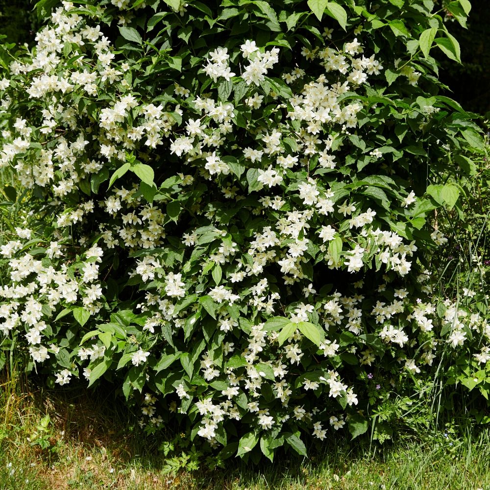 Philadelphus store belle etoile