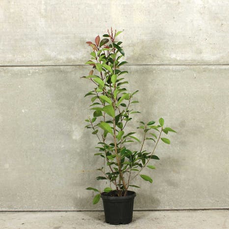 Photinia 'Red Robin' 60/90cm 10L pot