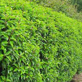 Portuguese Laurel hedge