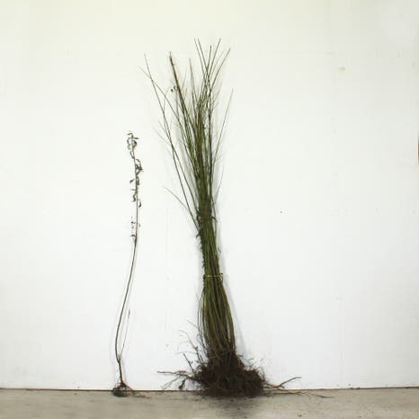 Willow 120/150cm bare root