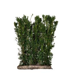 English Yew Easy Hedge Instant Hedging Element 150cm high x 1m wide