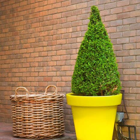 Topiary Cone 50/60cm 5L Box (Buxus sempervirens)