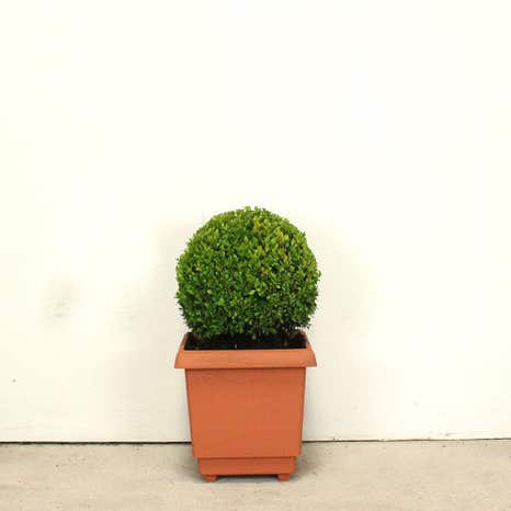 Topiary Ball 20/25cm 3L Box (Buxus sempervirens)