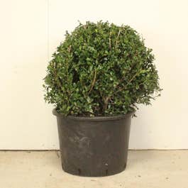 Topiary Ball 50/55cm 10L Ilex crenata (Japanese Holly) 