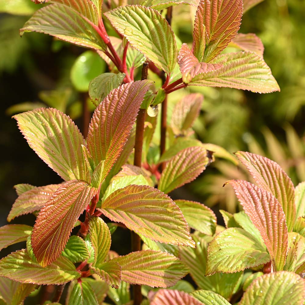 Viburnum x bodnantense deals