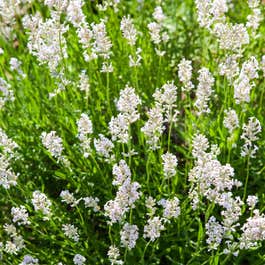 White Lavender Plants