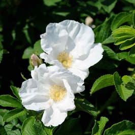 Rosa rugosa white