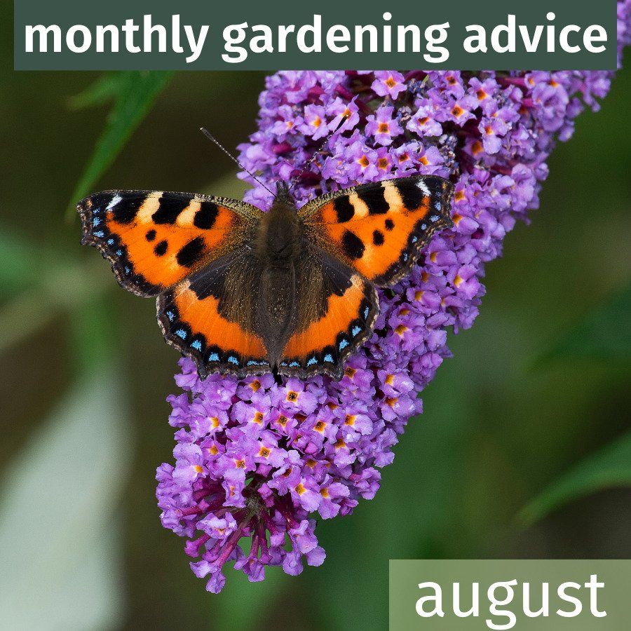 August Gardening Advice 