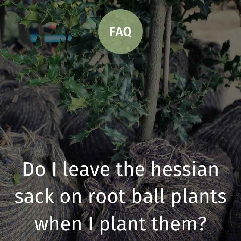 Do I leave the hessian sack on root ball plants when I plant them?