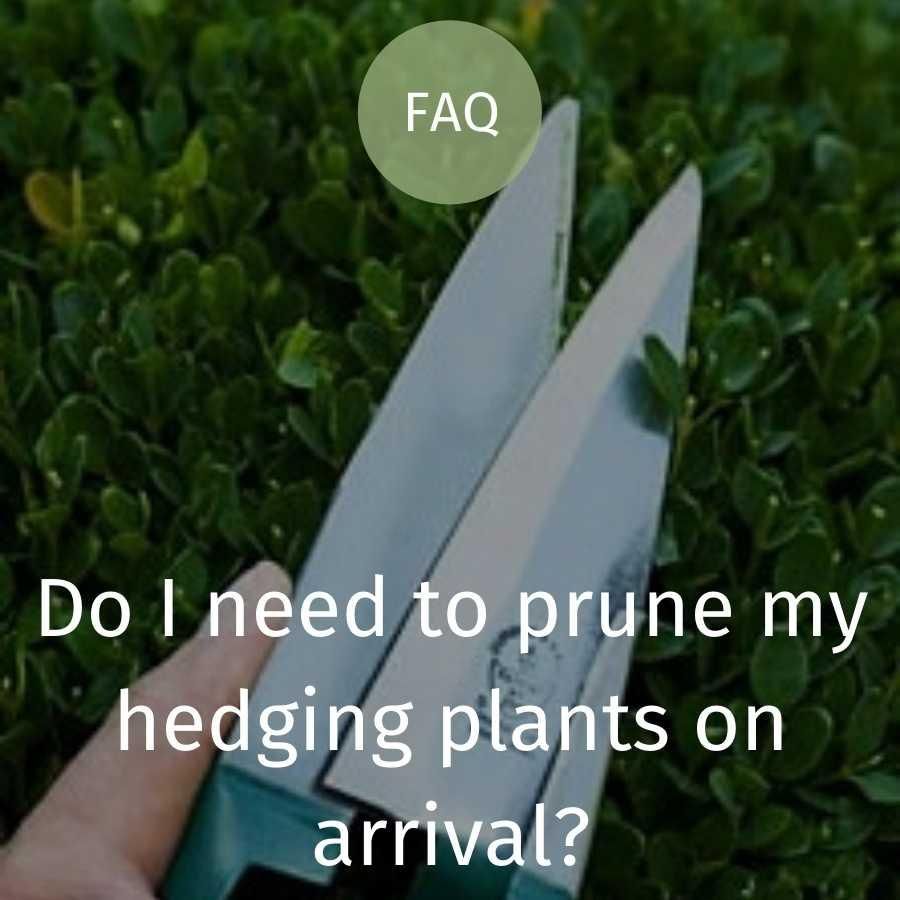 Do I need to prune my hedging plants on arrival?