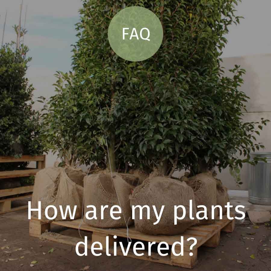 How Are My Plants Delivered?