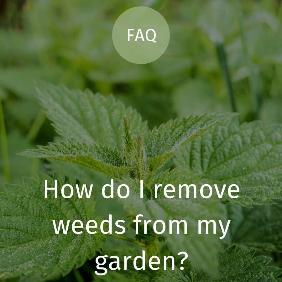 Weed Watch – How to remove weeds