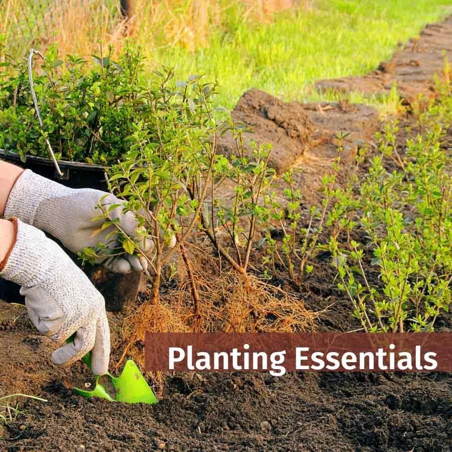 Planting Essentials – The benefits of RootGrow, Bonemeal and Seaweed