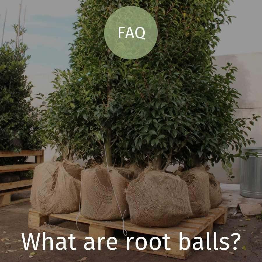 What are root balls?