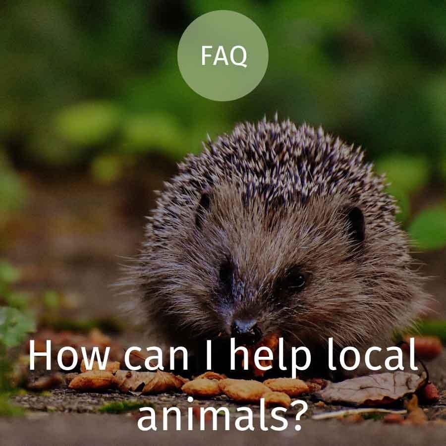 How can I help local animals?