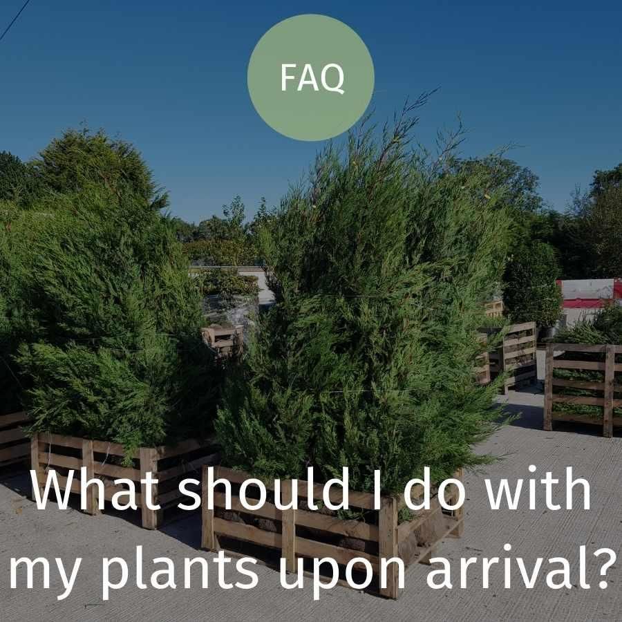 What should I do with my plants upon arrival?