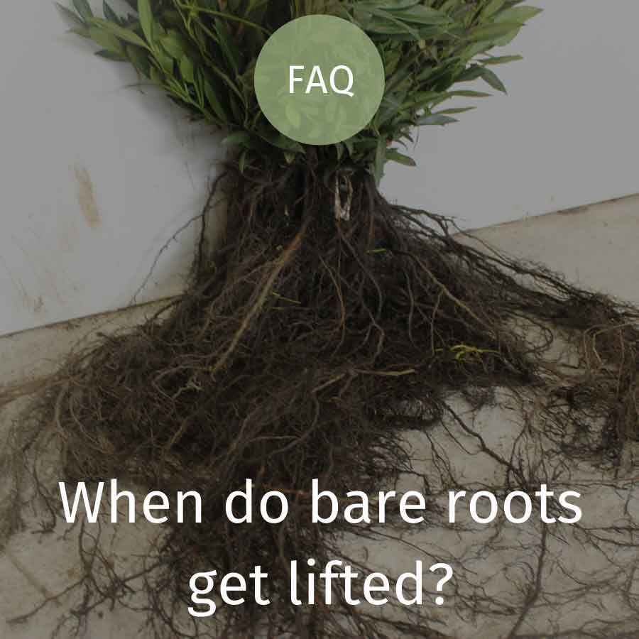 Lifting Bare Roots