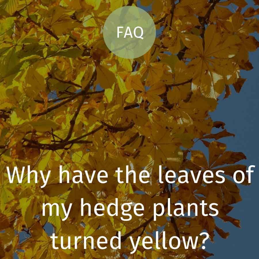 Why have the leaves of my hedge plants turned yellow?
