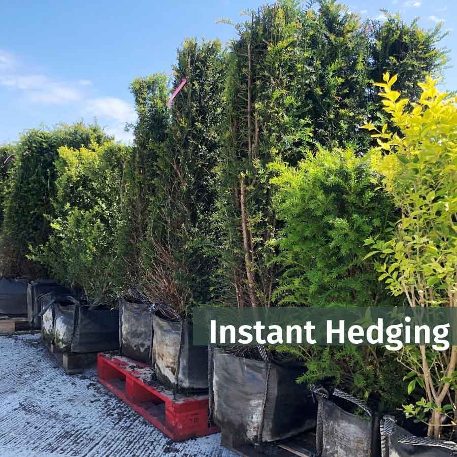 All About Instant Hedging