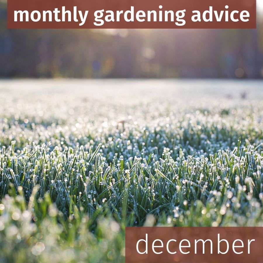 December Gardening Advice 