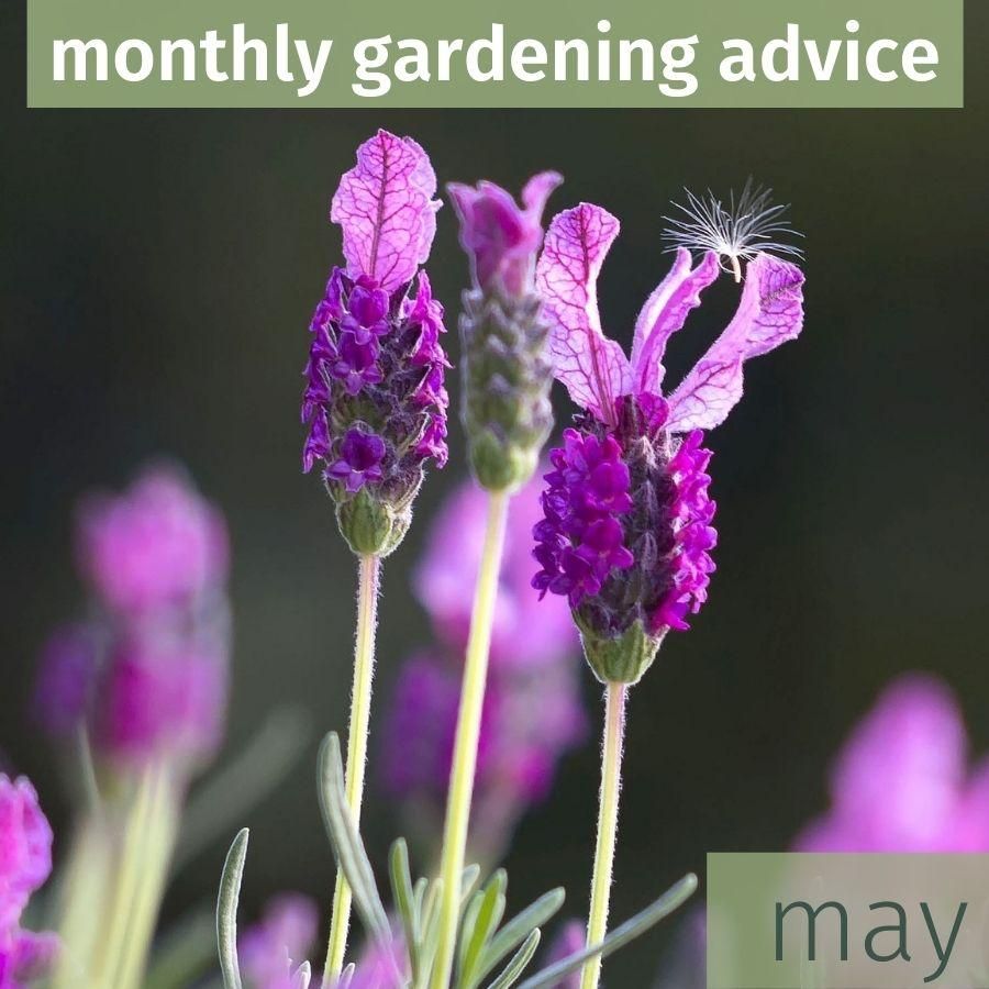 May Gardening Advice 