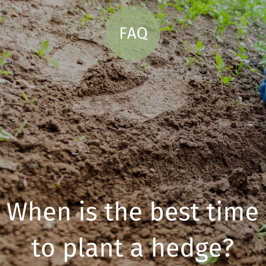 When is the best time of year to plant a hedge?