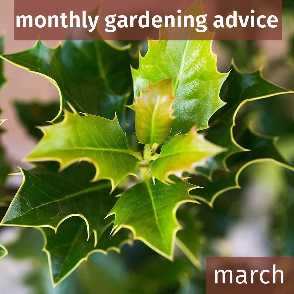 March Gardening Advice