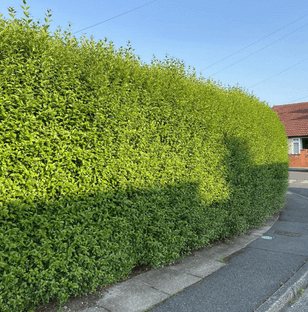 Hedge Plants | Garden Shrubs | best4hedging